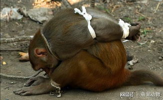 印度一只小猴子被当地民众五花大绑,得知真相让人哭笑不得