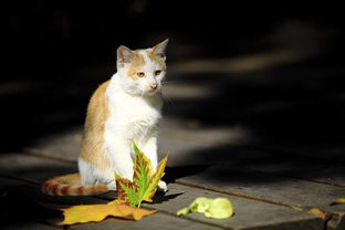 猫能吃玉米吗,猫食物的禁忌有哪些