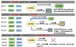 CA19 9 升高可能是哪些情况 一文为你深度解读