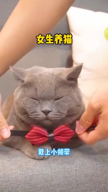 男生养猫和女生要猫的区别,太真实了 