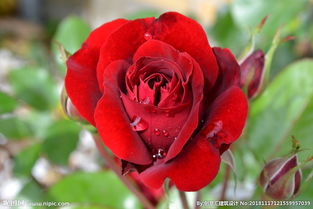 红玫瑰图片 