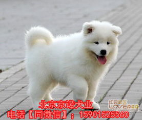 纯种萨摩耶犬多少钱一只 保健康 北京欢迎选购 
