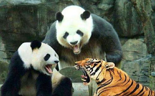 狮子和老虎为何不吃大熊猫 熊猫 请查一下老子以前的名字