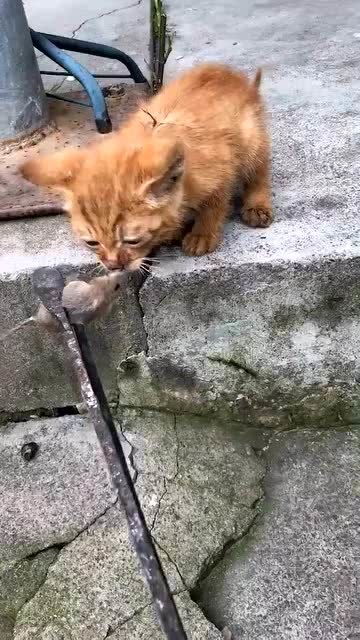 小奶猫第一次抓老鼠 