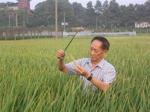 袁隆平杂交水稻再破纪录 亩产832.1公斤