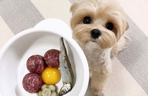 狗狗吃鸡蛋的好处有那么多 可以天天喂吗