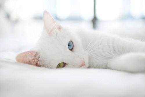 猫咪日记 小奶猫尿血是什么原因