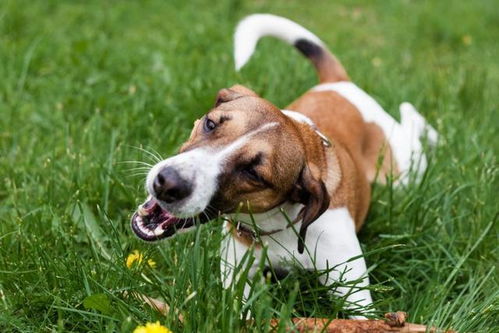 狗狗吃草可以洗胃,但小心误食有农药的草 那该阻止狗狗吃草吗