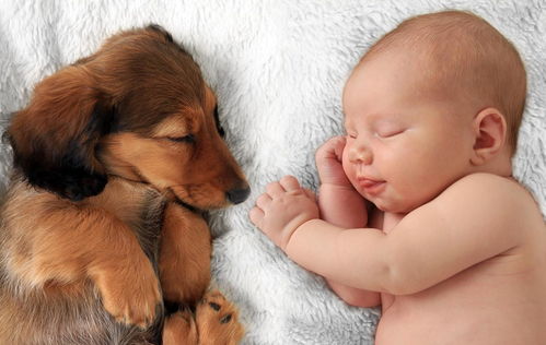 宝宝与狗只能选择一个 其实他们可以和平相处 