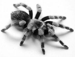 巴西白膝头蜘蛛