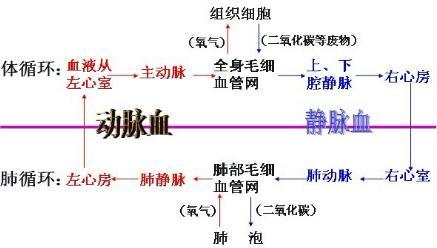 中医的气血,阴阳概念,具体是什么样子 