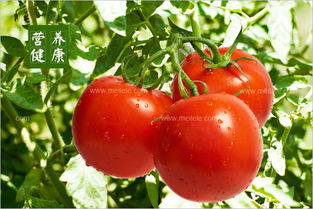 西红柿的营养(番茄的营养价值和功效与作用)