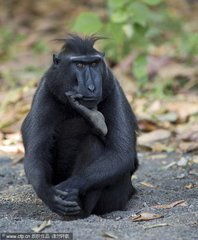 黑冠猕猴网络走红,所谓自拍照不是它自拍的 