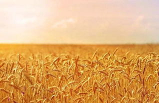 2019年小麦丰收在望,但粮食价格或继续下降