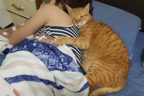 主人出门2天,猫咪紧抱着她不肯放 橘猫都这么黏人吗