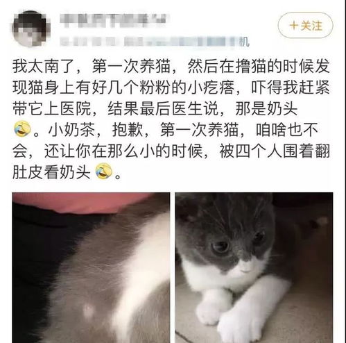 你一只公猫没事长那么多奶头干嘛