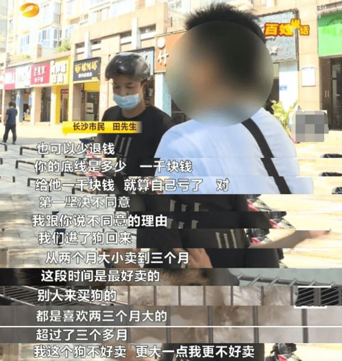 5700元买来 假纯种柴犬 退狗被拒,宠物店老板 我敢假一赔十