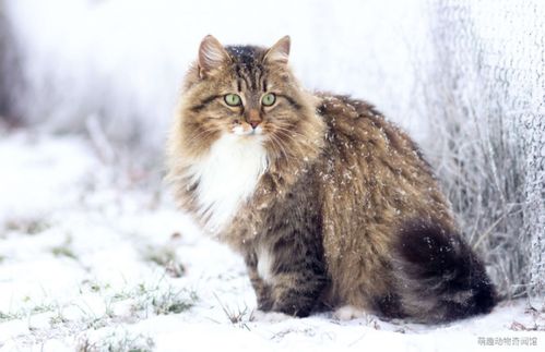 生活在寒冷地带的西伯利亚猫,其外貌与挪威森林猫类似。图源:mein-haustier.de