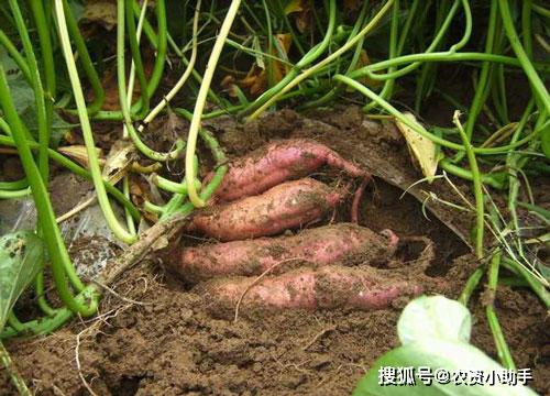红薯叶枯叶霉病怎样处理,黄叶死苗烂根处理方法根小子,红薯重茬根腐能好吗