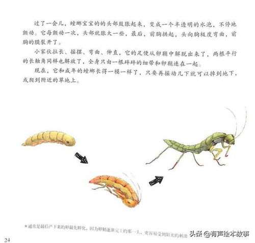 昆虫记螳螂(昆虫记螳螂主要内容概括)