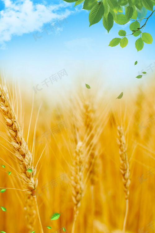 清新唯美芒种小麦背景图片免费下载 千库网 