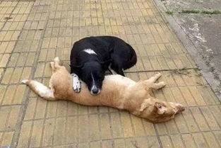 两条狗狗想要卧轨自杀 警察向前查看后湿了眼眶