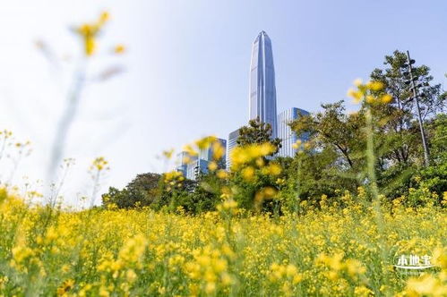深圳市民中心油菜花在哪里 地址 怎么去 
