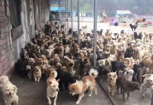 在南京有这样一个被称为流浪猫狗天堂的地方 