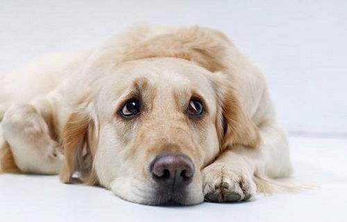 狗狗尿血的原因和治疗方法