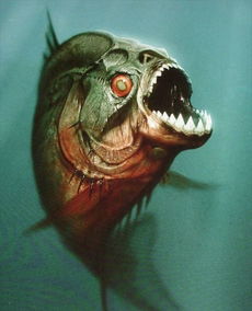 令人闻风丧胆的亚马逊食人鱼 真正的冷血杀手 