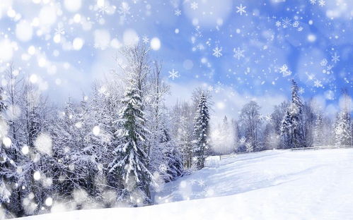冬季雪景松树手机壁纸 米粒分享网 Mi6fx Com