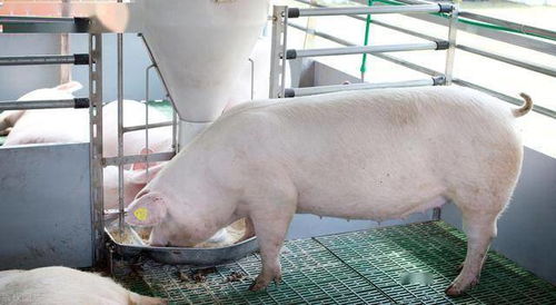 猪价一天暴涨3毛,1万吨储备冻肉来袭,猪价还能 放飞自我 吗