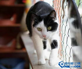 盘点爱猫人士必去的10大天堂 爱猫的你快来