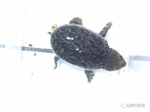 麝香龟亚科常见种类的生物特性是什么？