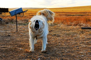 周末悦读 草原记忆远去,藏獒神话破灭后的蒙古牧羊犬