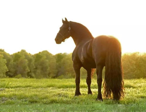 世界上最英俊的种马配种一次4万,喜欢拍照烫头