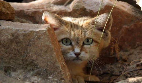 沙漠猫 曾经传言灭绝的物种, 现在又一次出现在世人面前
