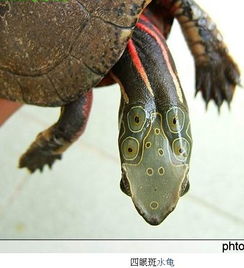 我又一只乌龟,眼睛上还有两只眼睛,这是什么乌龟啊 