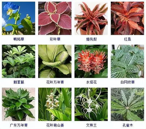 100种常见观叶植物,你都认识吗