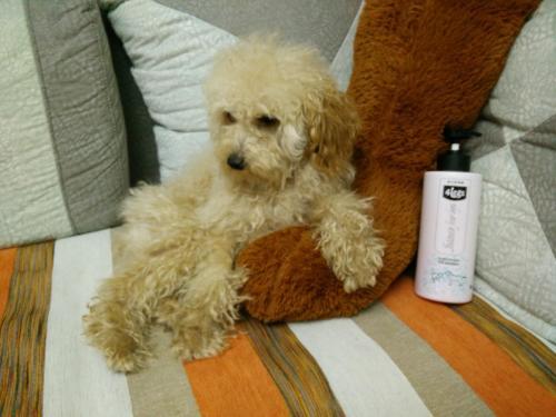 给泰迪狗狗洗澡可以用人用的沐浴露吗,夏天需要每天都给它洗澡吗 