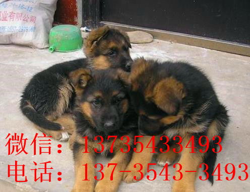 西安宠物狗狗犬舍出售纯种德牧幼犬狗市场在哪 大型犬好不好养