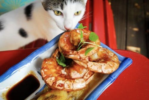 猫可以吃虾吗,猫可以吃虾吗 煮熟的