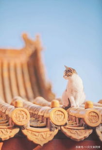 在 了解一下中国最高贵的猫