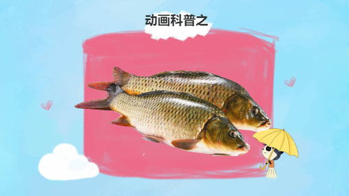 孔子起名字都要用的鱼类鲤鱼,除了是餐桌美食,营养价值更是一绝 