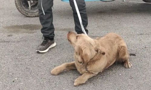 河南 生病的金毛被带到狗市中,狗狗为了自保,多次想咬狗贩子