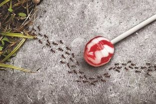 理德 费曼 从蚂蚁身上窥探神奇