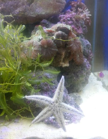 葡萄藻怎么养长的好,鱼缸里有植物可以放盐吗