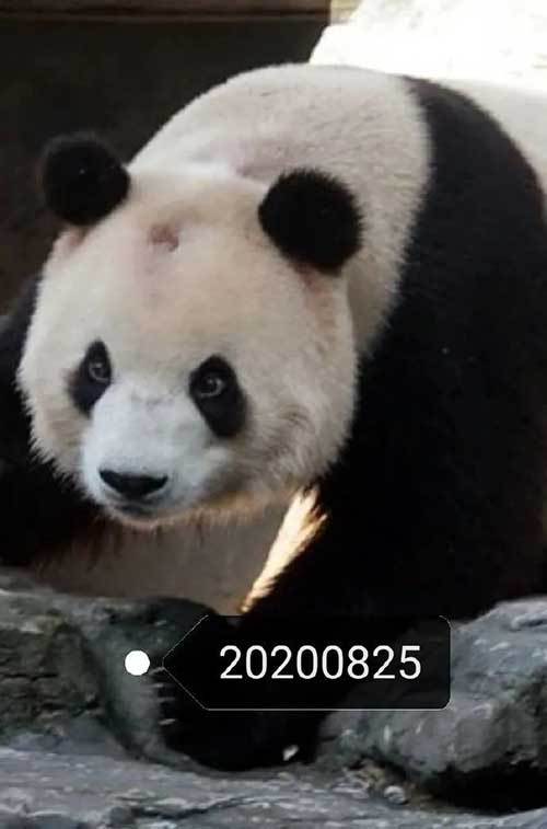 挺秃然的 北京动物园网红大熊猫 谢顶 上了热搜,原因查清了 网友评论扎心