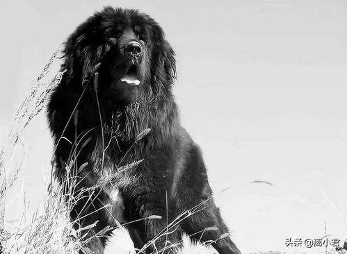 从曾经的天价神犬,到如今的街头流浪,藏獒为何落得如此地步