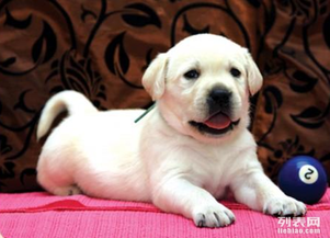出售纯种 拉布拉多犬 导盲寻回犬 保证健康3个月